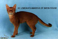 GC Lemeaux's Amadeus of Baton Rouge, red Abyssinian male